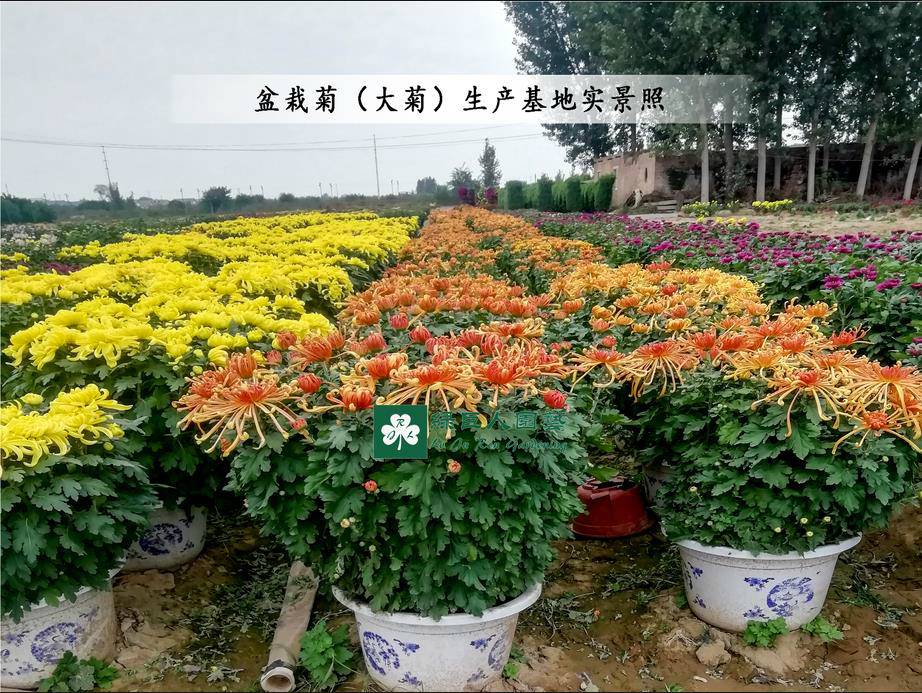 菊花種苗基地之菊花造型設計